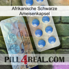Africa Black Ant Capsule 39